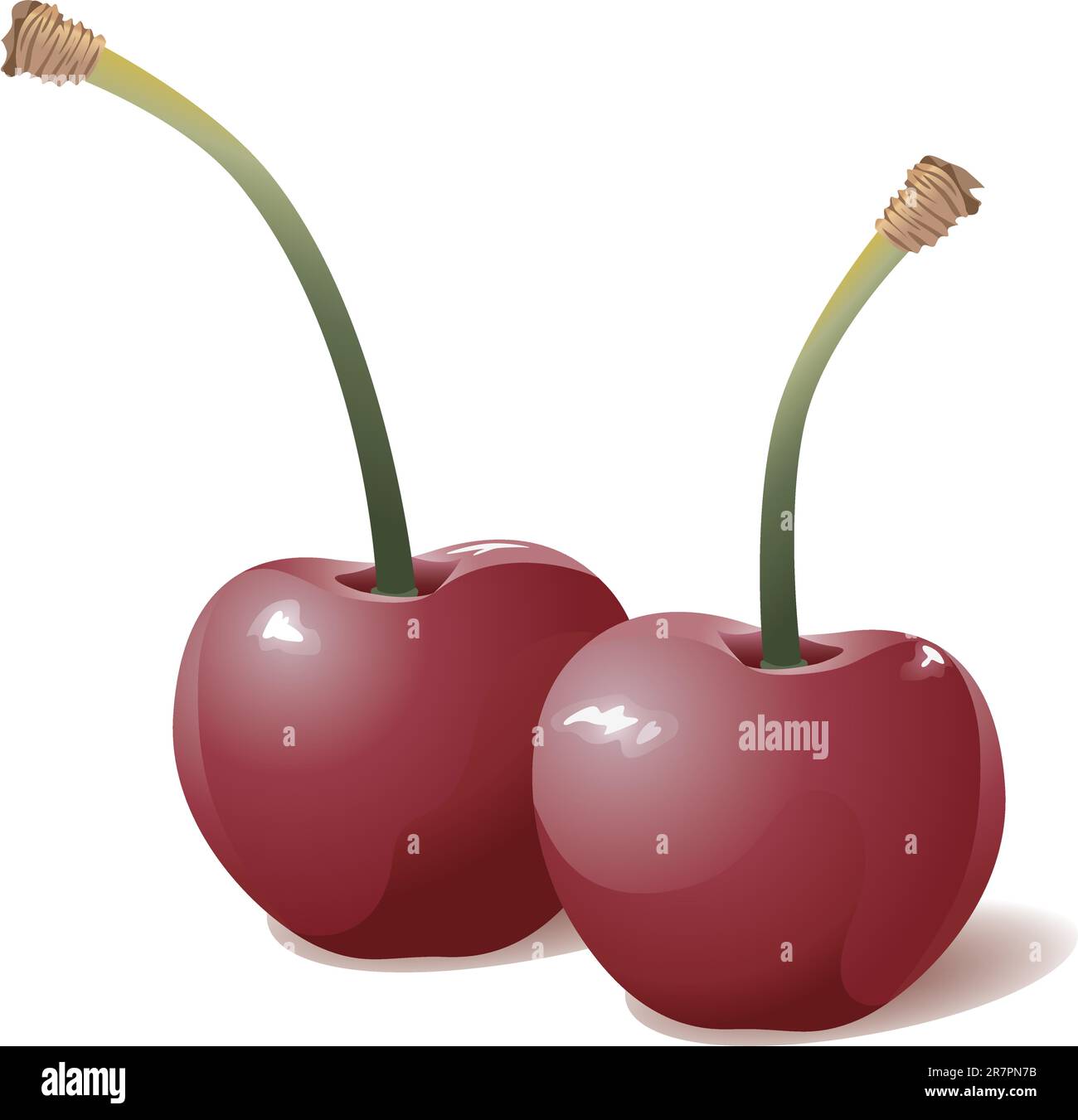 Realistic vector illustration of two sweet red cherries Stock Vector