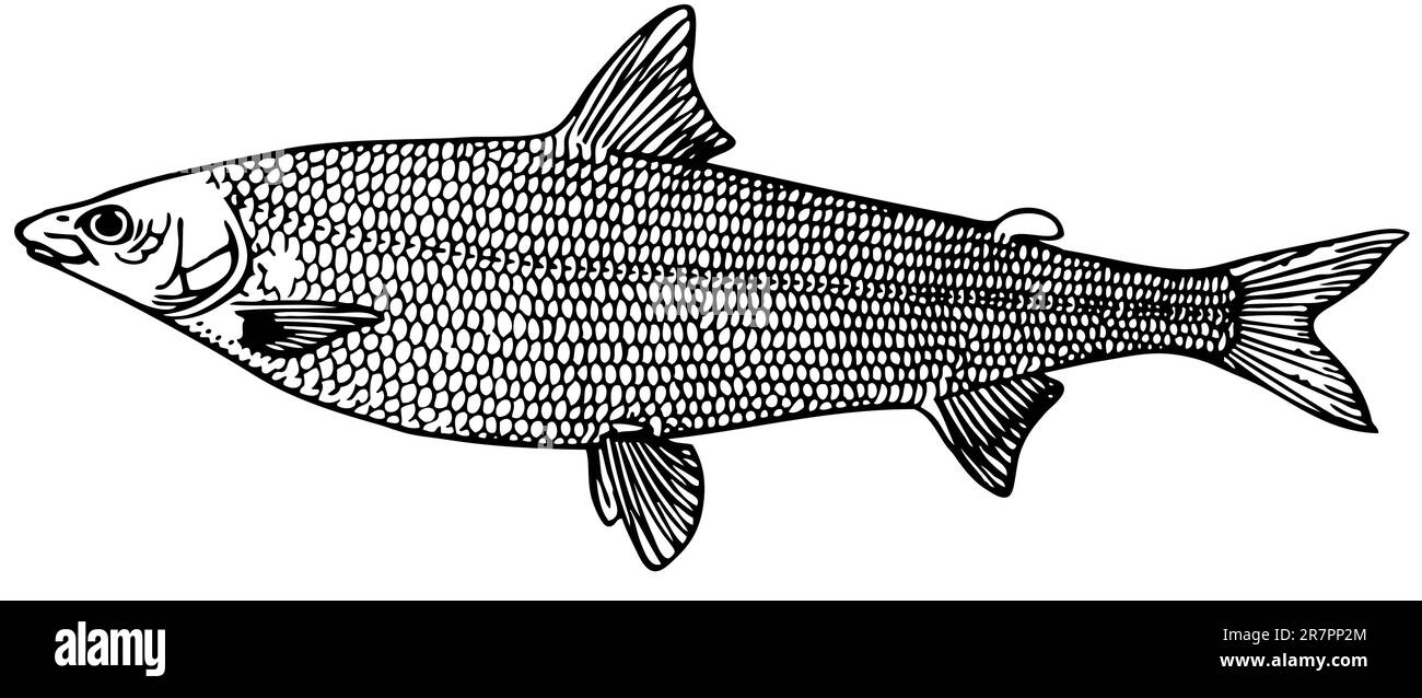 Fish Coregonus (salmon) isolated on white Stock Vector