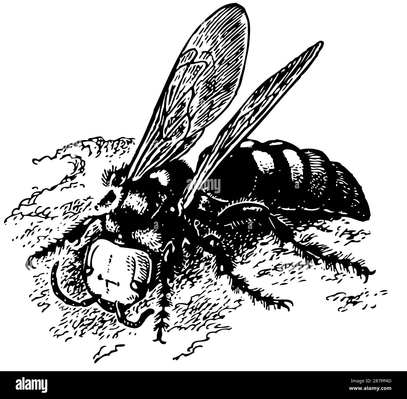 Wasp illustration Black and White Stock Photos & Images - Alamy