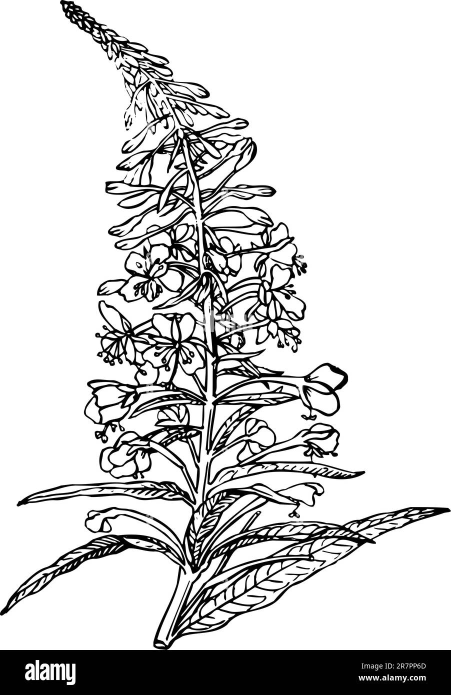 Circaea isolated on white Stock Vector