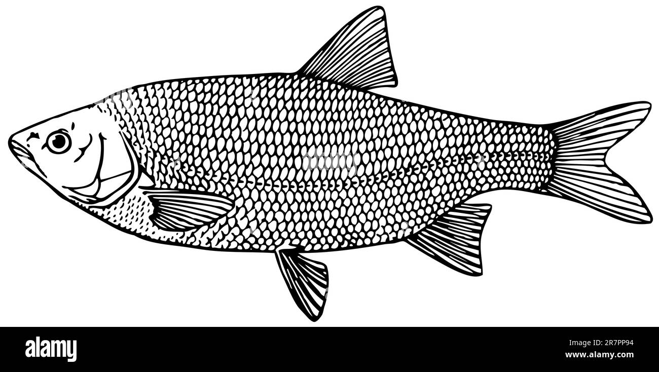 Fish Ide (orfe) isolated on white Stock Vector