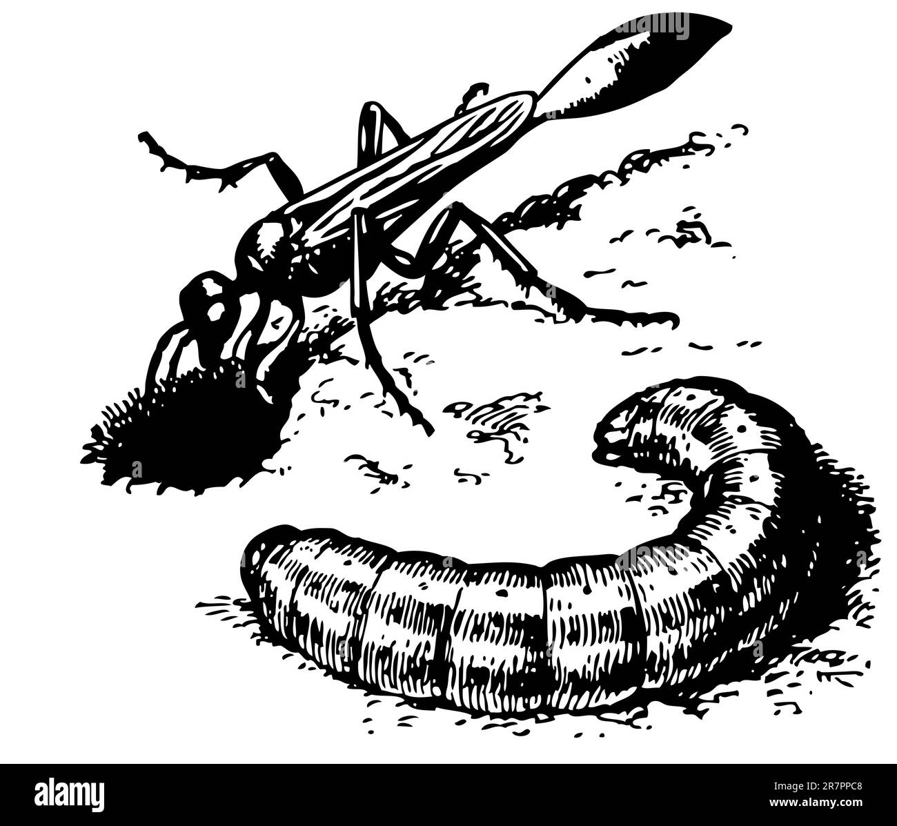 Sand Digger Wasp Stock Vector Image Art Alamy sand-digger-wasp-stock-vector-image-art-alamy