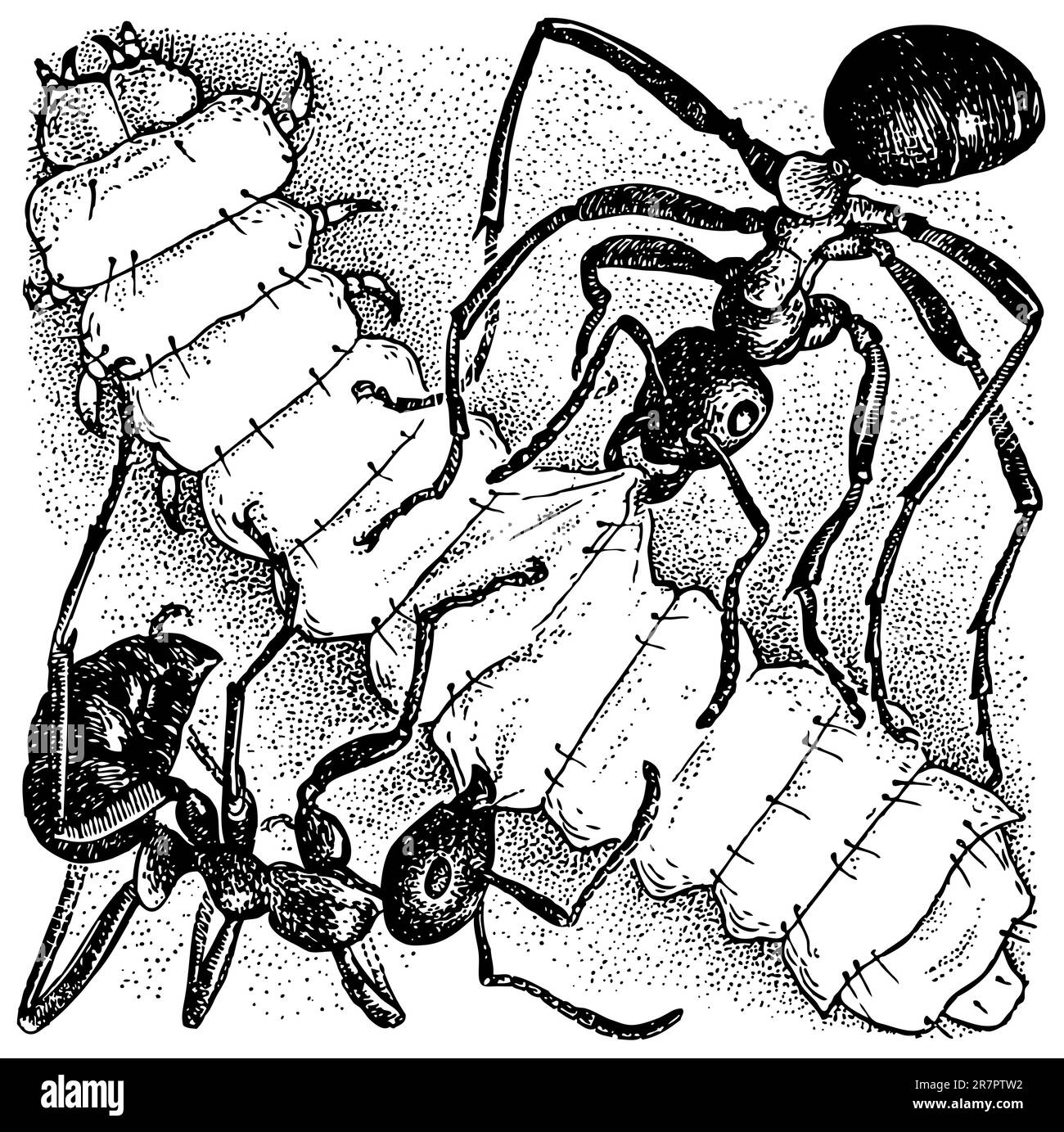 Ants attacking larva Stock Vector