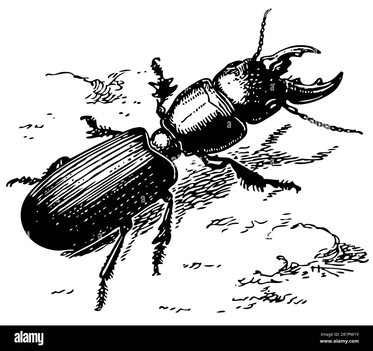 Scarite beetle Stock Vector