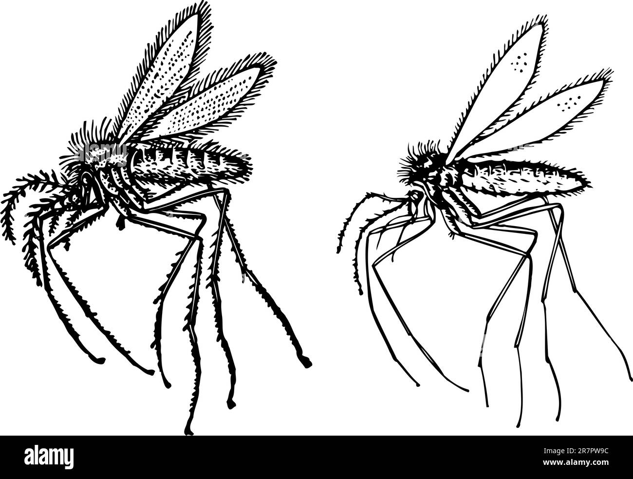 Some Different Insects Isolated On White Background Stock Vector Image Some different insects isolated on white background stock vector image