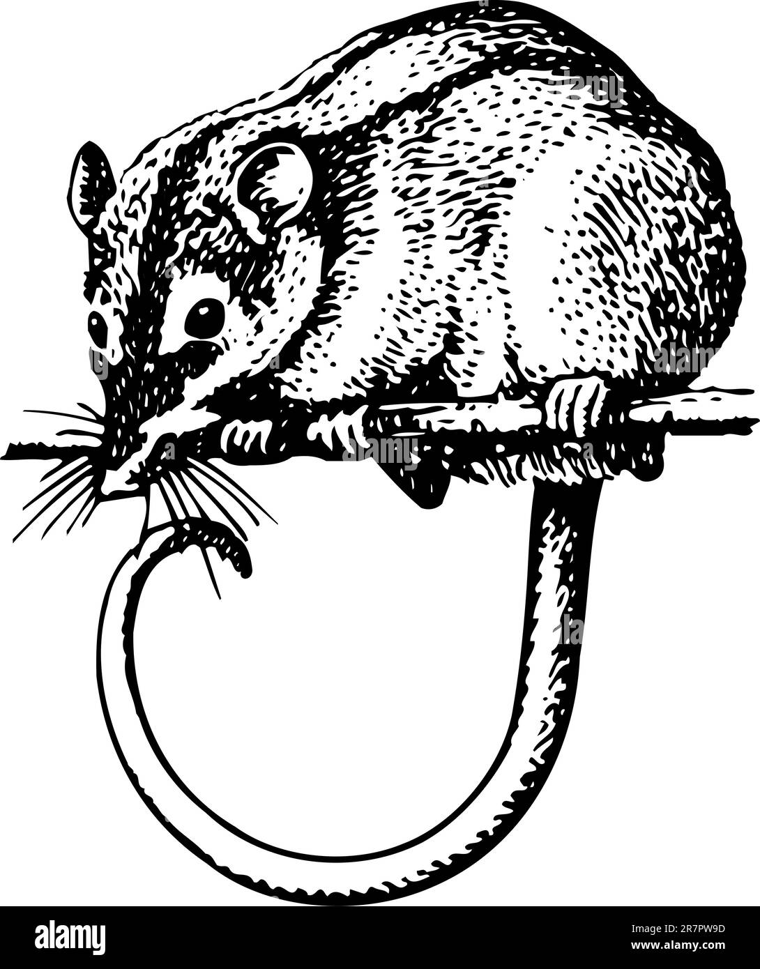 Rodent tarsipes spenserae isolated on white stock vector image art