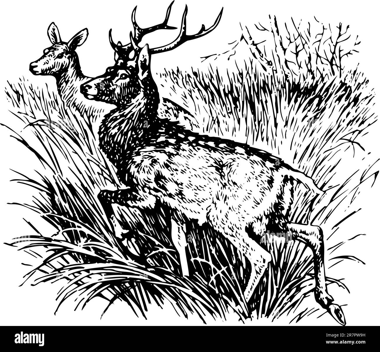 Deer cervus nippon in the grass Stock Vector