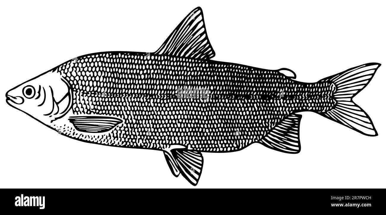 Fish Coregonus lavaretus maraenoides isolated on white Stock Vector