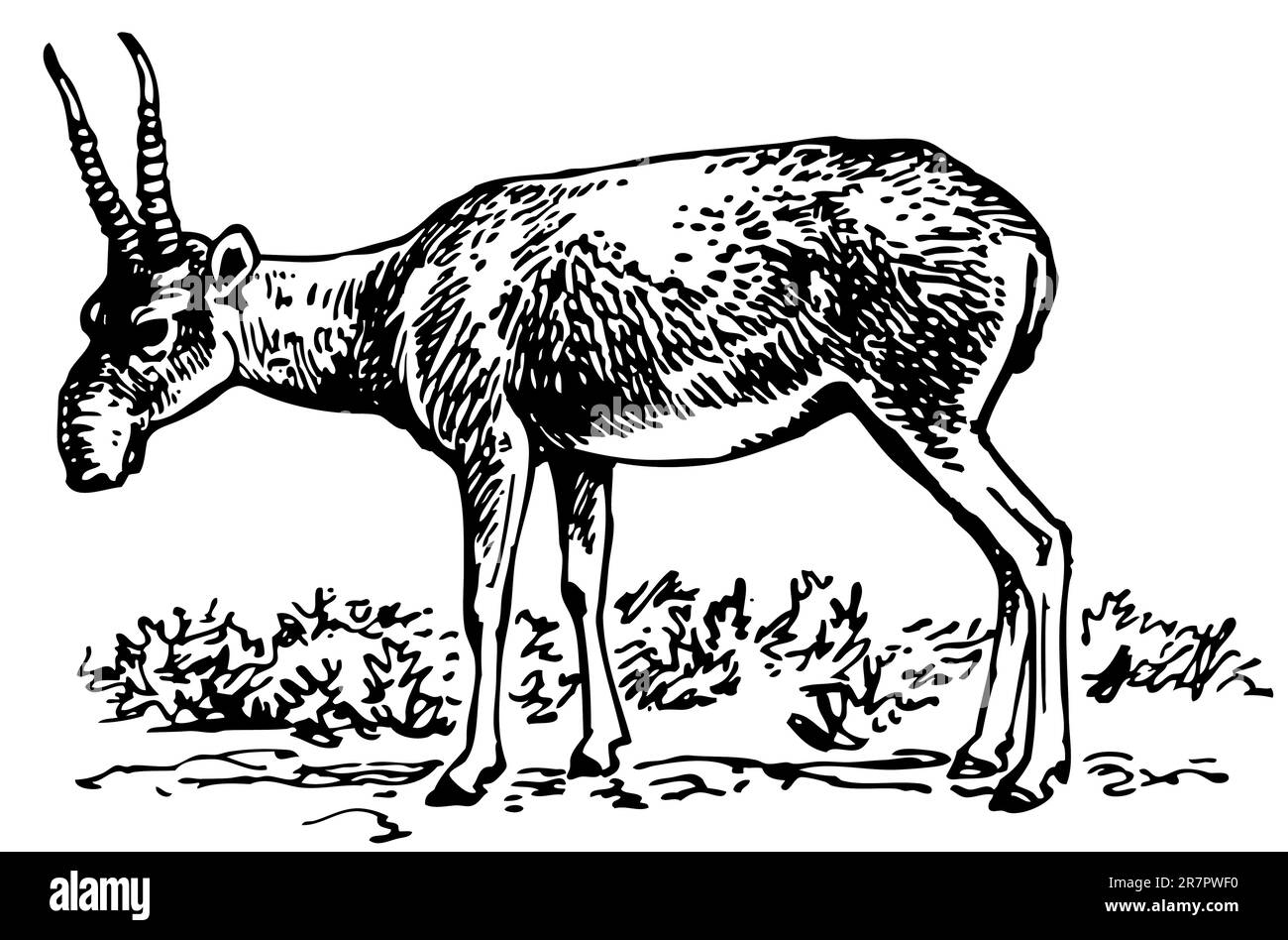 Saiga antelope hi-res stock photography and images - Alamy