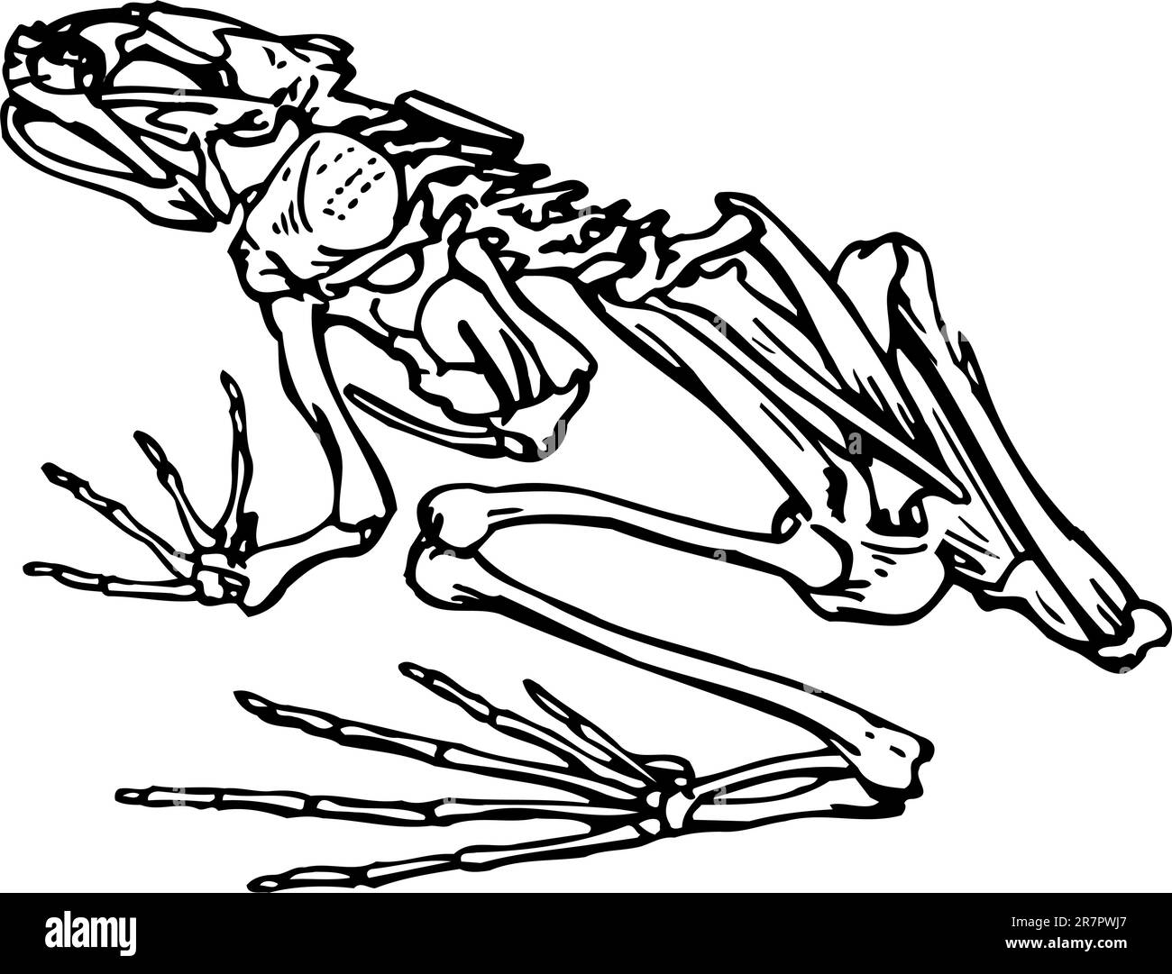 Skeleton of a frog isolated on white Stock Vector