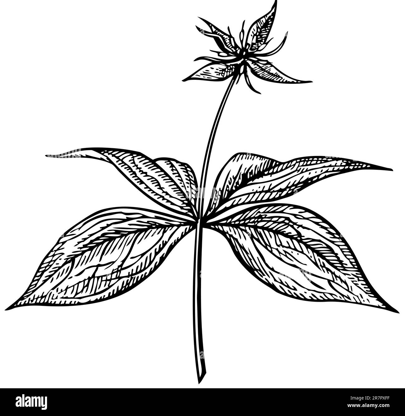 Flower isolated on white Stock Vector Image & Art - Alamy