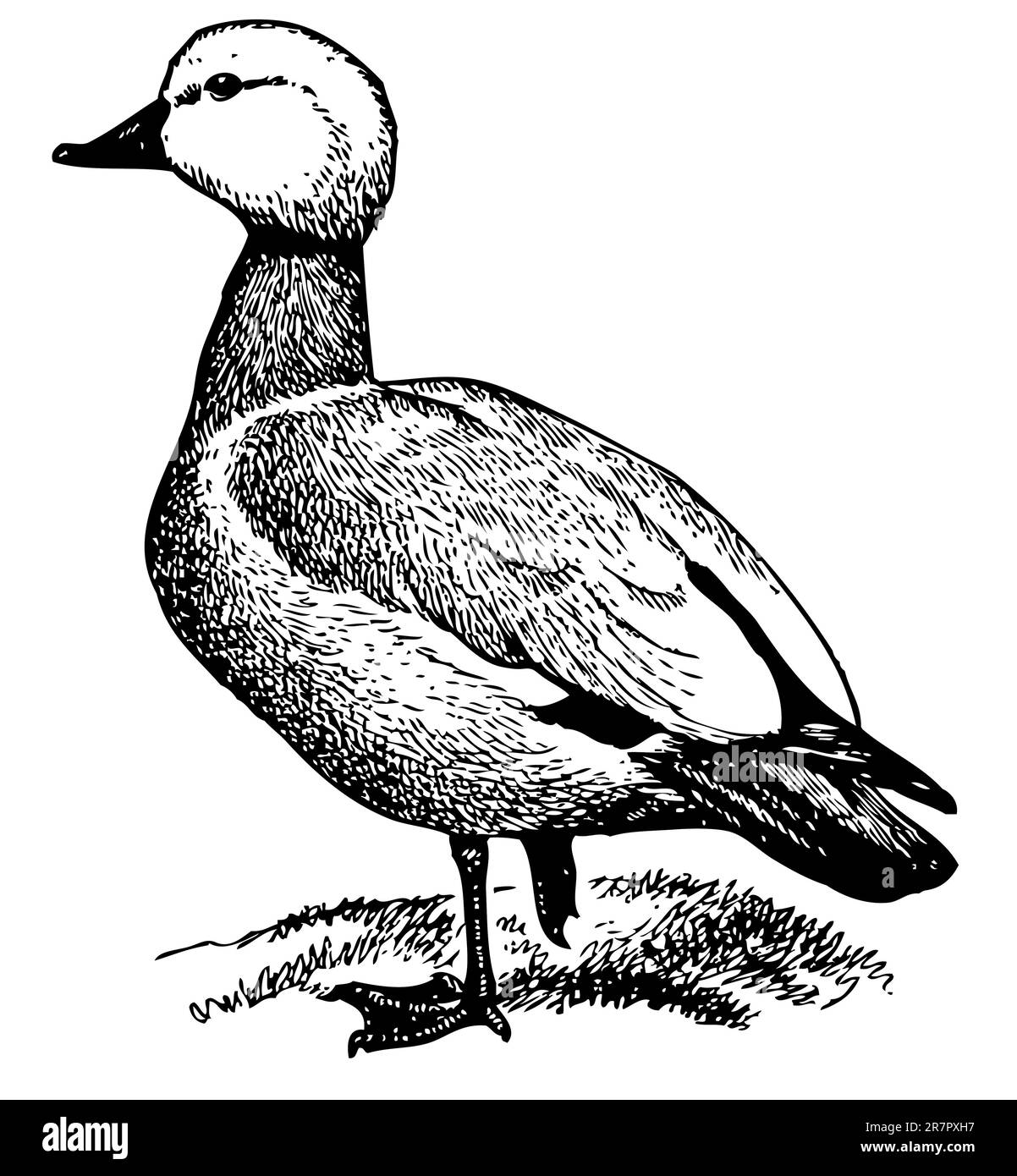 Duck on the grass stock vector image art alamy