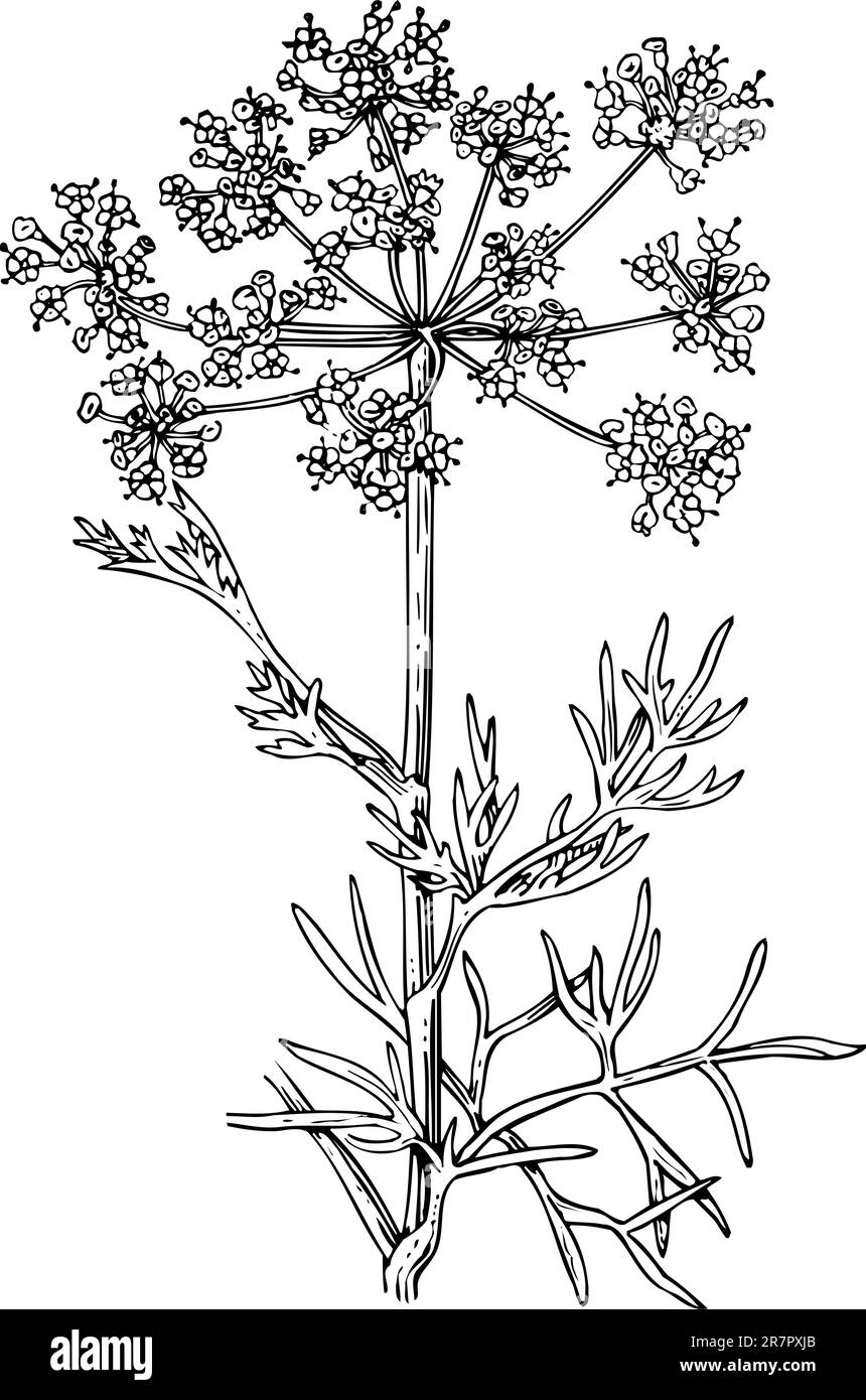 Foeniculum (Flowering fennel) isolated on white Stock Vector