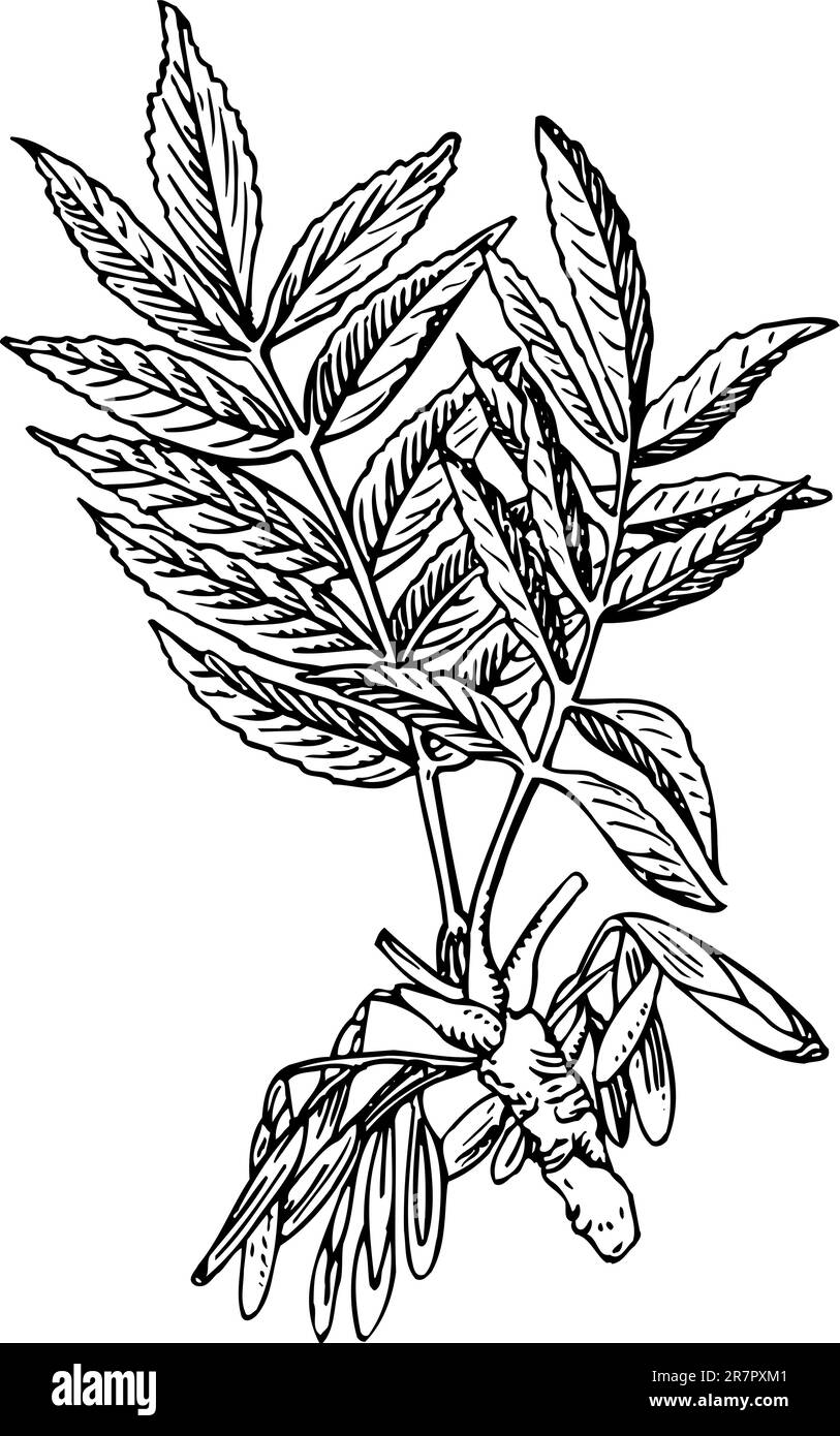 Fraxinus (Ash tree) isolated on white Stock Vector Image & Art Alamy