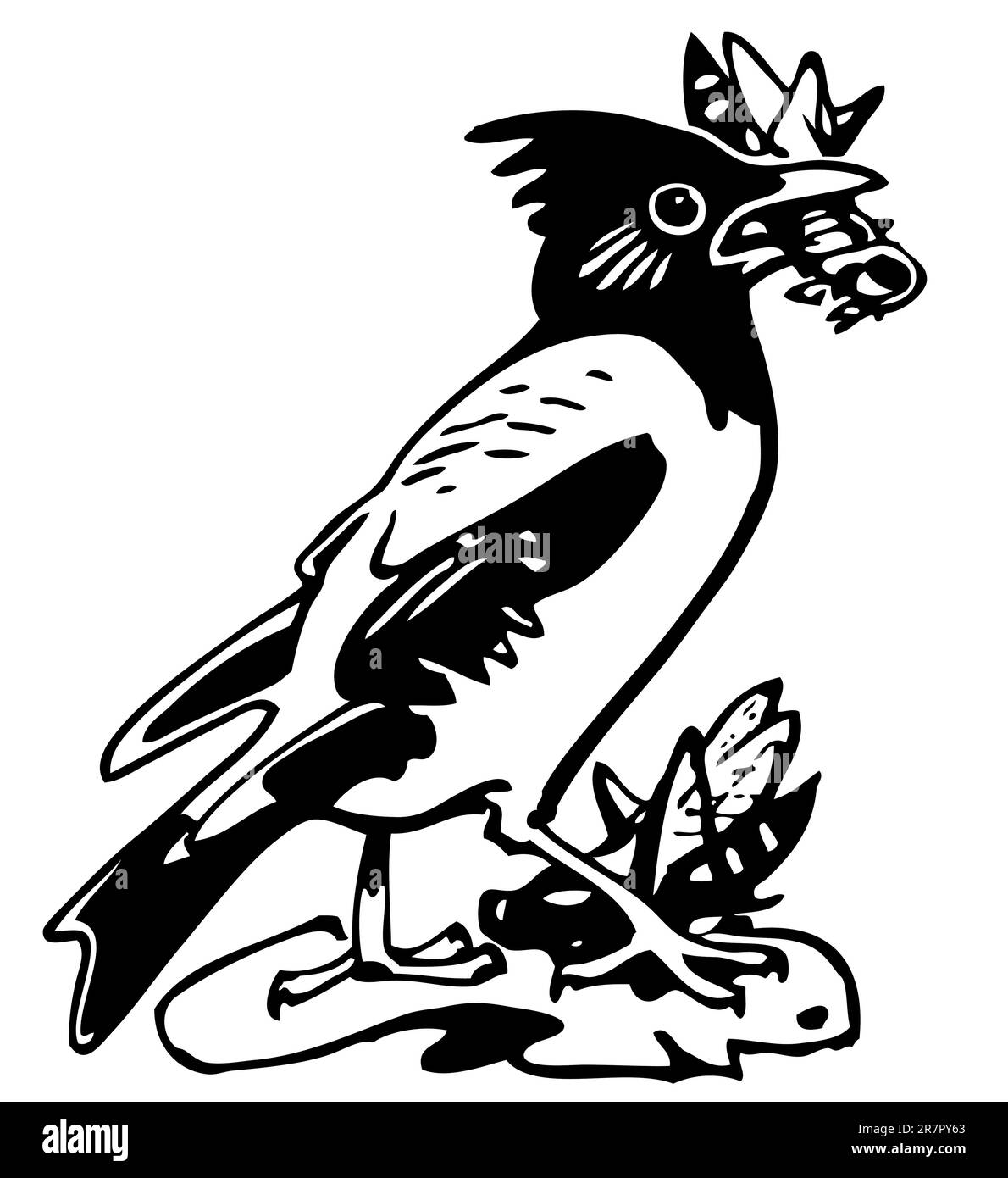 Rosy starling Black and White Stock Photos & Images - Alamy