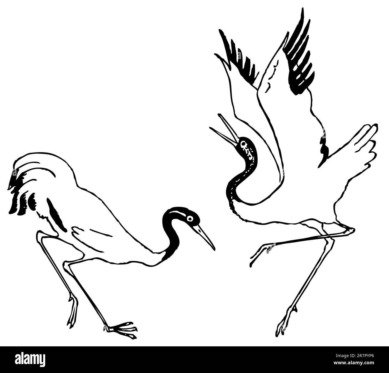 Crane birds dancing Stock Vector