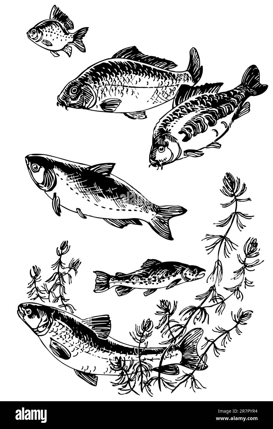Fishes in the water Stock Vector