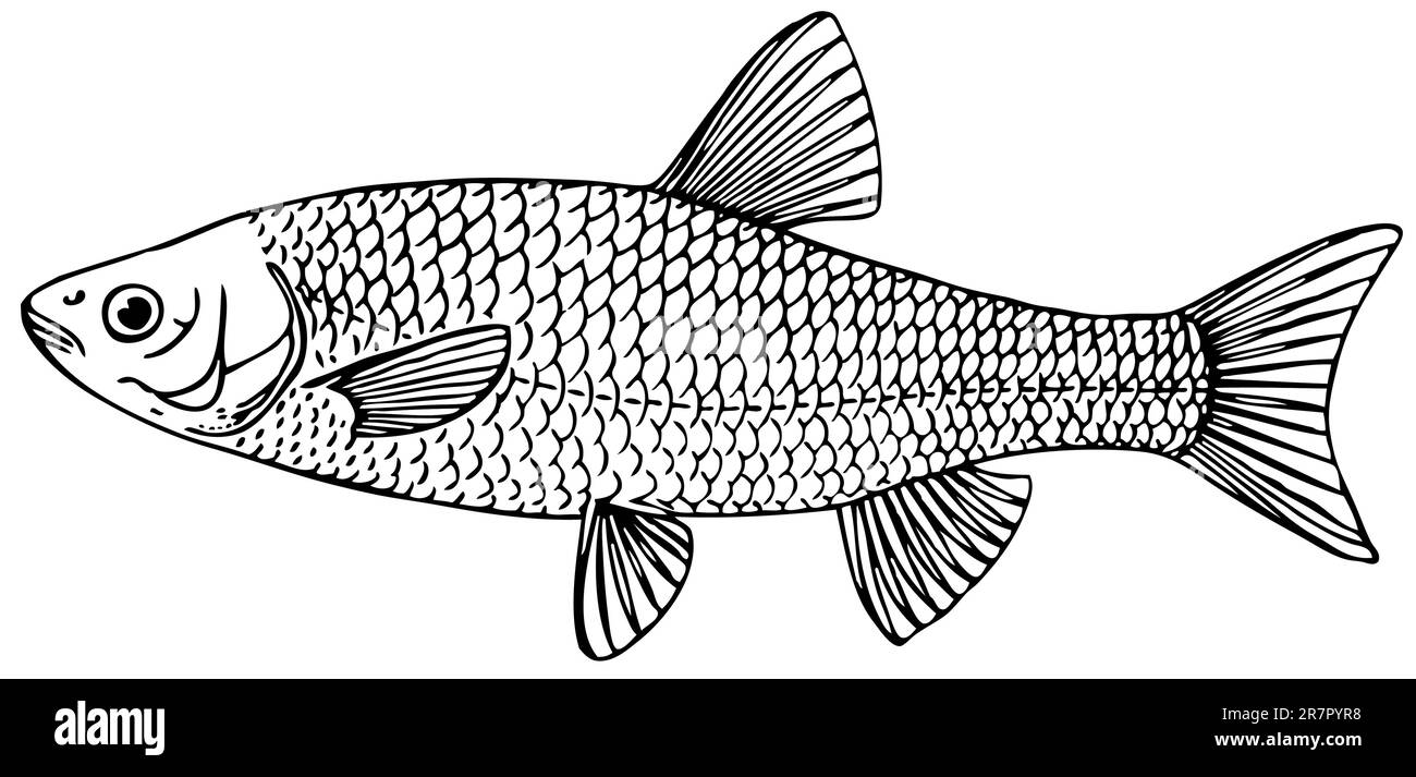Chub fish Stock Vector Images - Alamy
