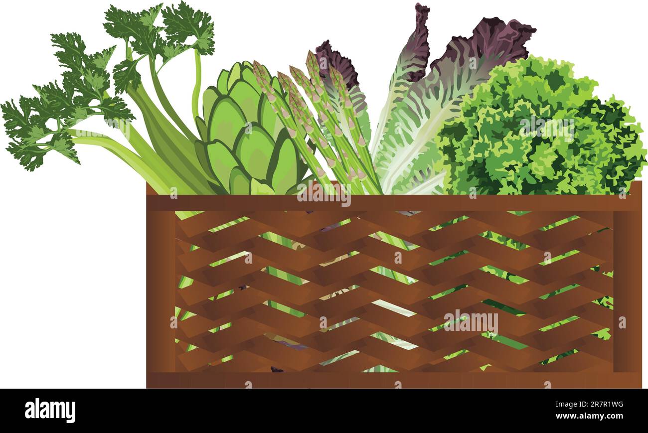 Illustration of Vegetables in the basket on white background Stock ...