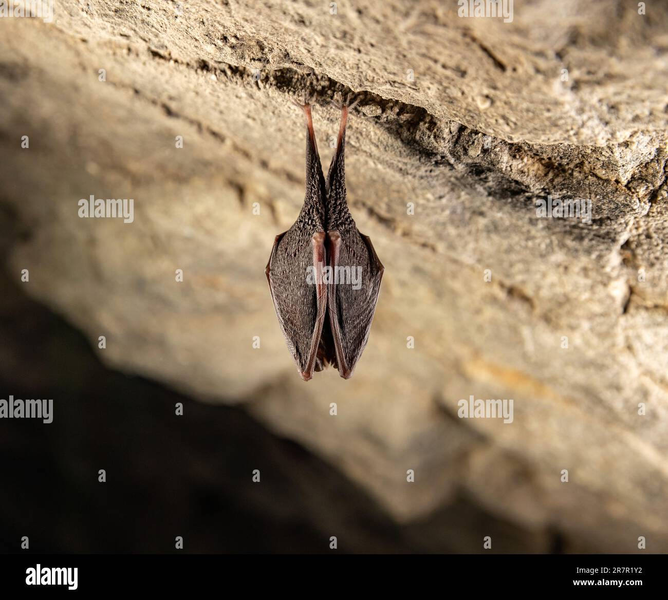 Bat hibernating in a cave. Bat hanging off the wall in a cave Stock