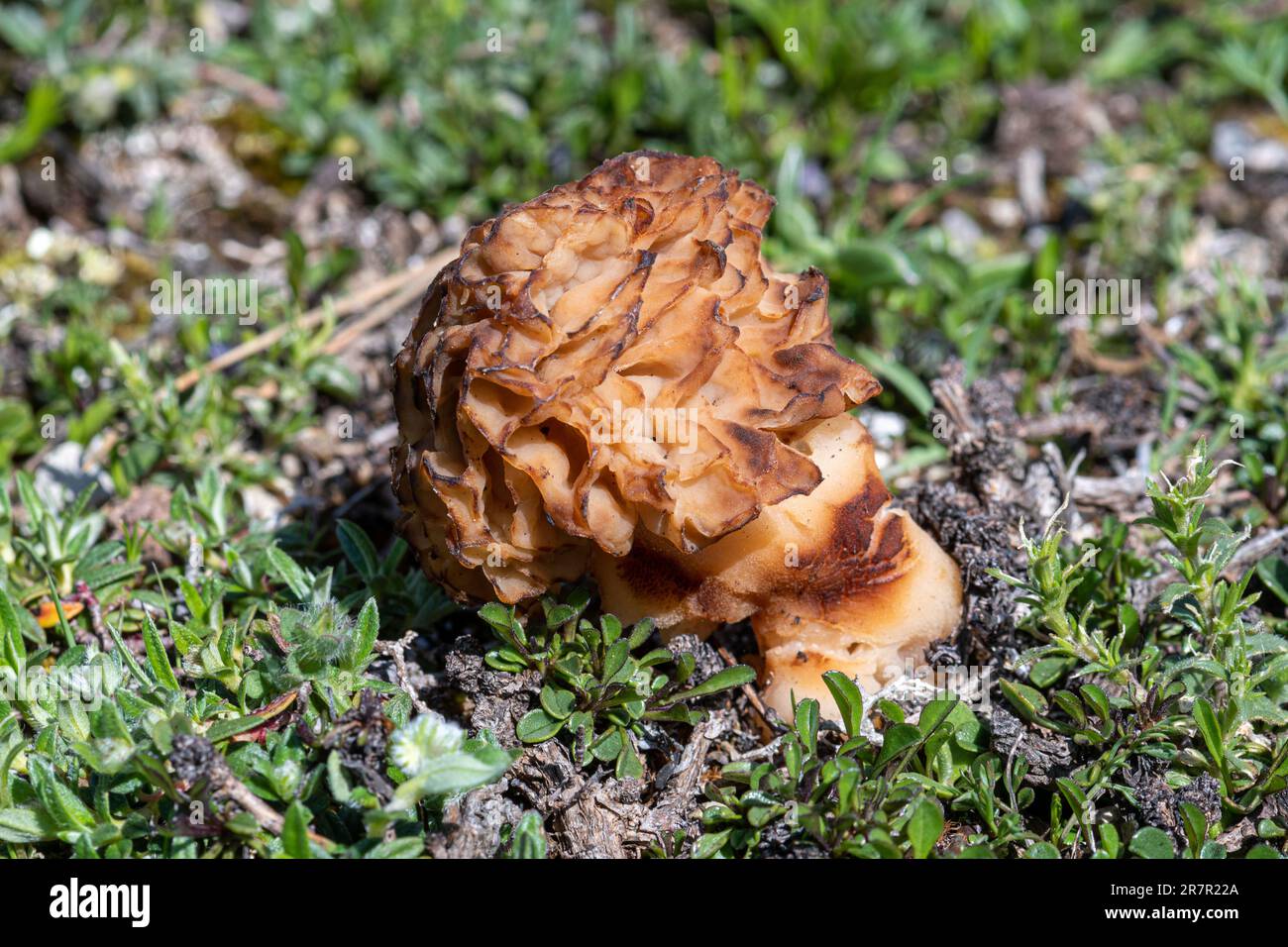 Morchella, the true morels, a genus of edible sac fungi in the order Pezizales, growing in Sibillini National Park, Central Italy, Europe. Morel fungi Stock Photo