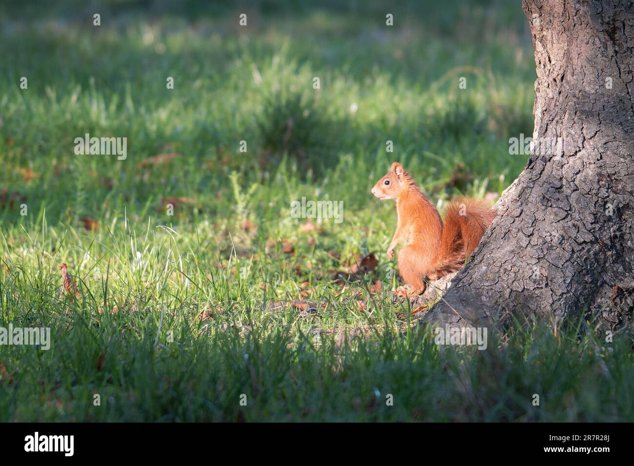 Red squirrel on the grass near a tree Stock Photo