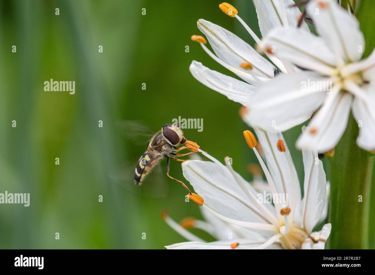 A hoverfly nectaring on an Asphodelus albus flower, common name white asphodel, in a wildflower meadow, Italy, Europe Stock Photo