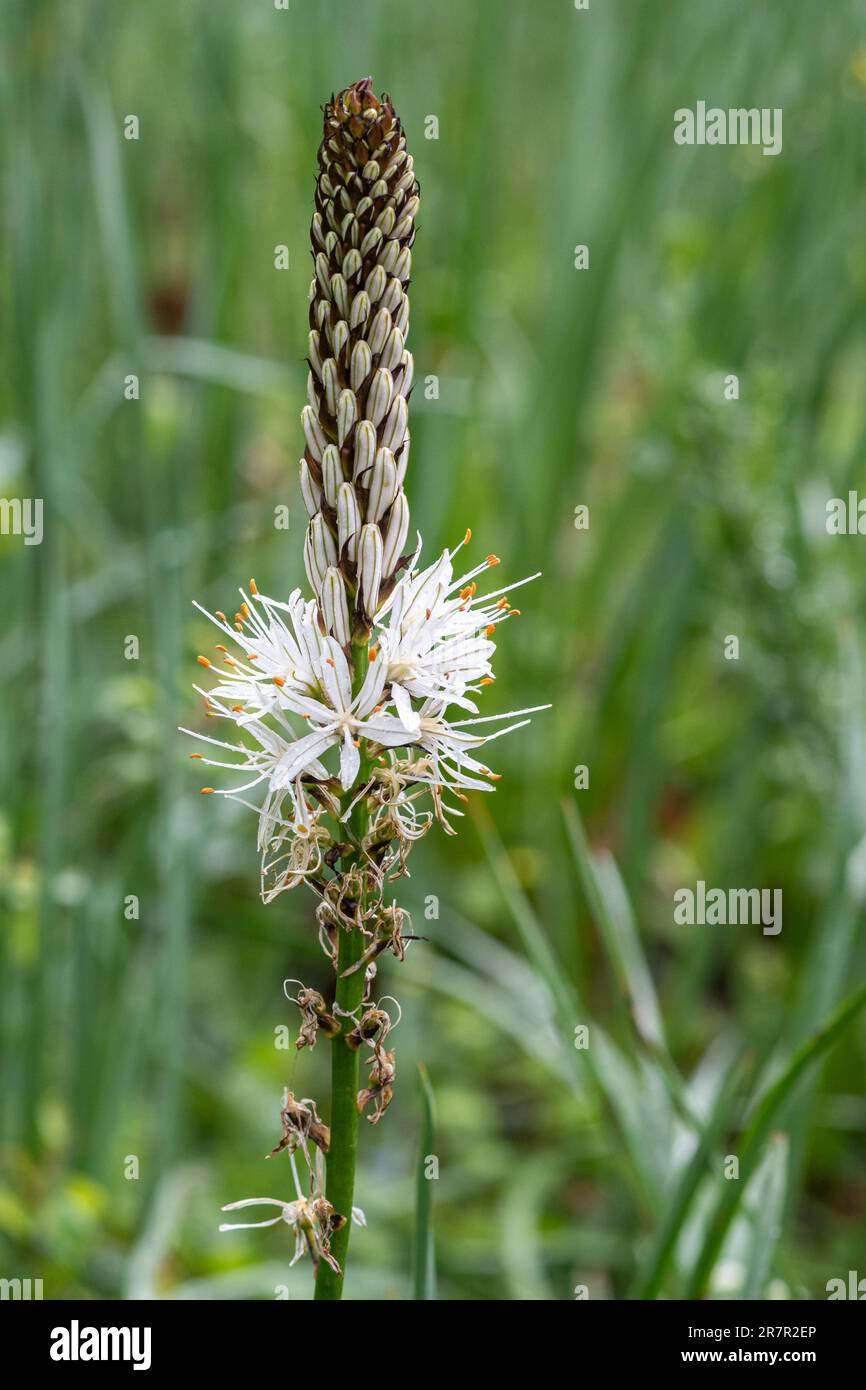 Asphodelus albus, common name white asphodel, in flower in a wildflower meadow in Umbria, Italy, Europe, during May Stock Photo