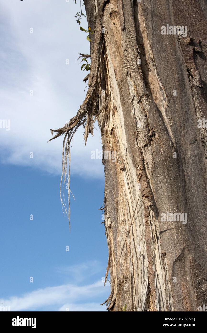 The trunk of a young Baobab has been damaged by elephants peeling bark off in long strips. Baobabs have a structure that can survive such damage. Stock Photo