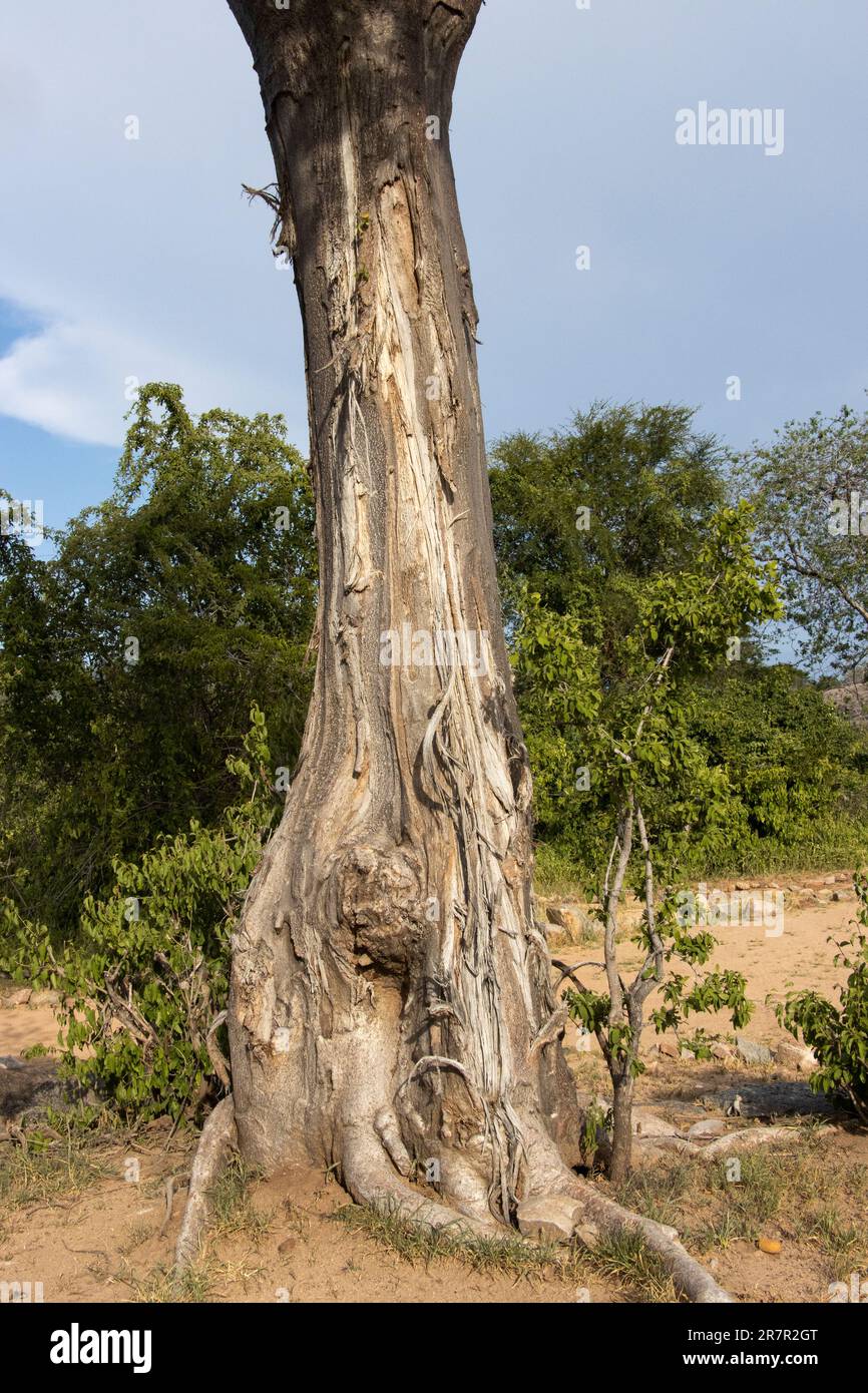 The trunk of a young Baobab has been damaged by elephants peeling bark off in long strips. Baobabs have a structure that can survive such damage. Stock Photo