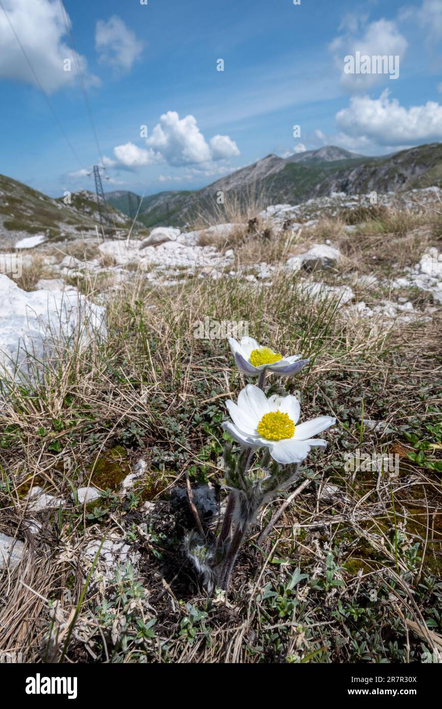 Wild Alpine Wild alpine pasqueflower (Pulsatilla alpina) growing in beautiful ...