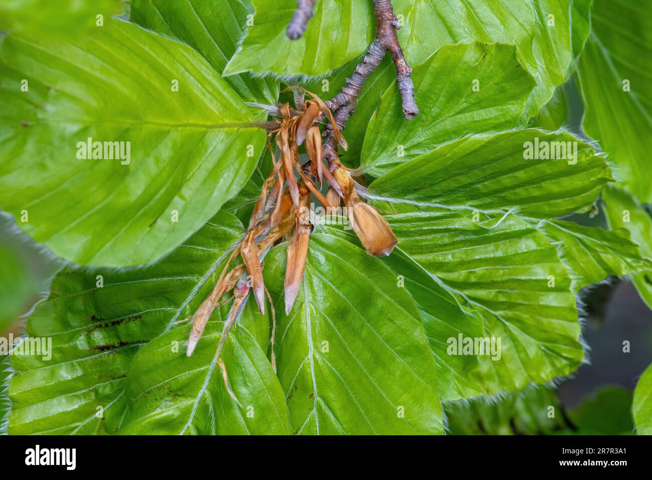 Fresh beech leaves (Fagus sylvatica) growing from buds of beech tree in May or late spring Stock Photo