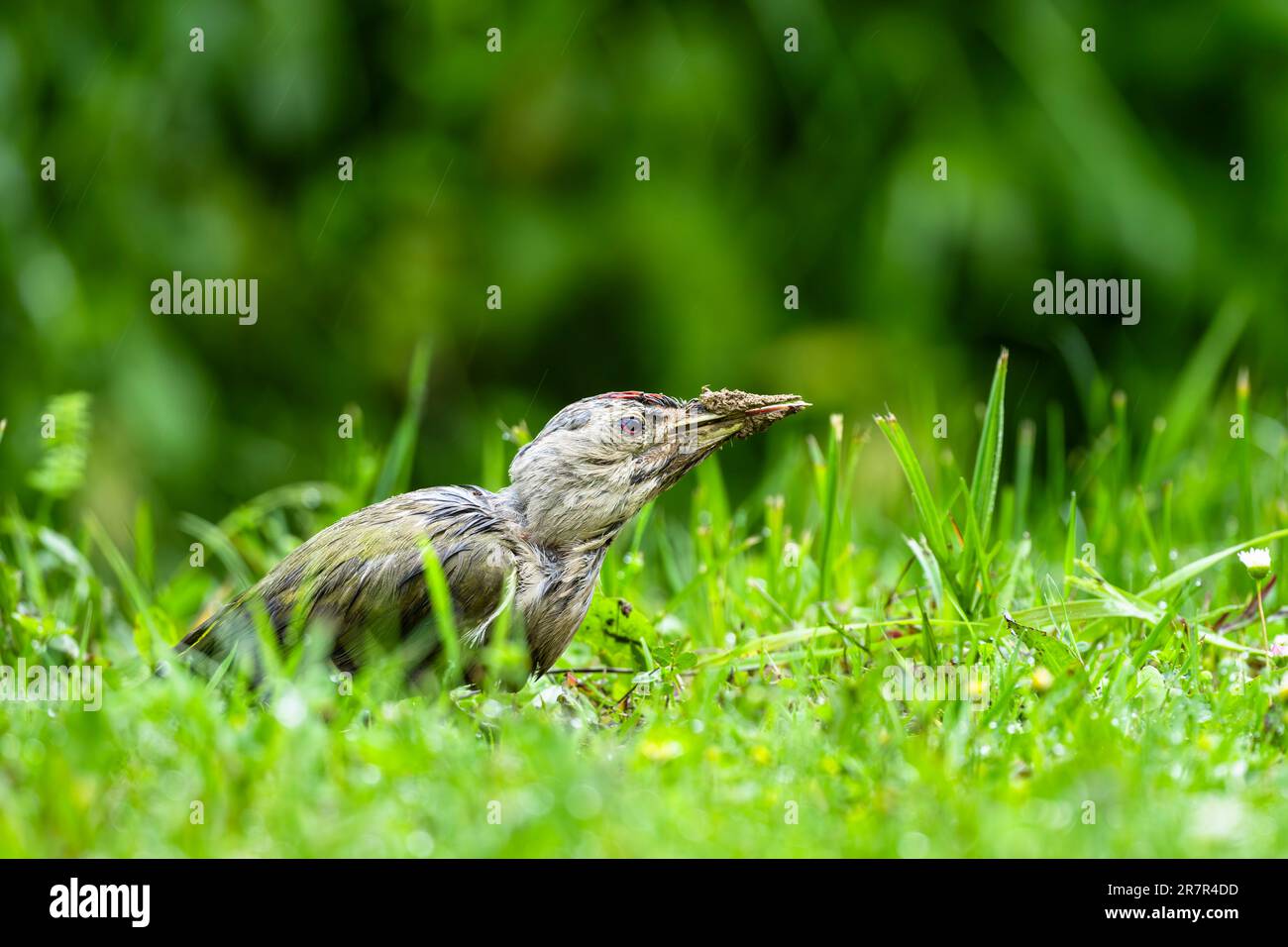 A woodpecker digging up an anthill in the ground. Grey-headed