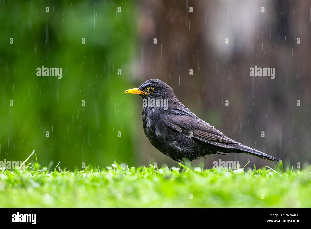 Bird collecting food for chicks in a meadow in the rain. Blackbird