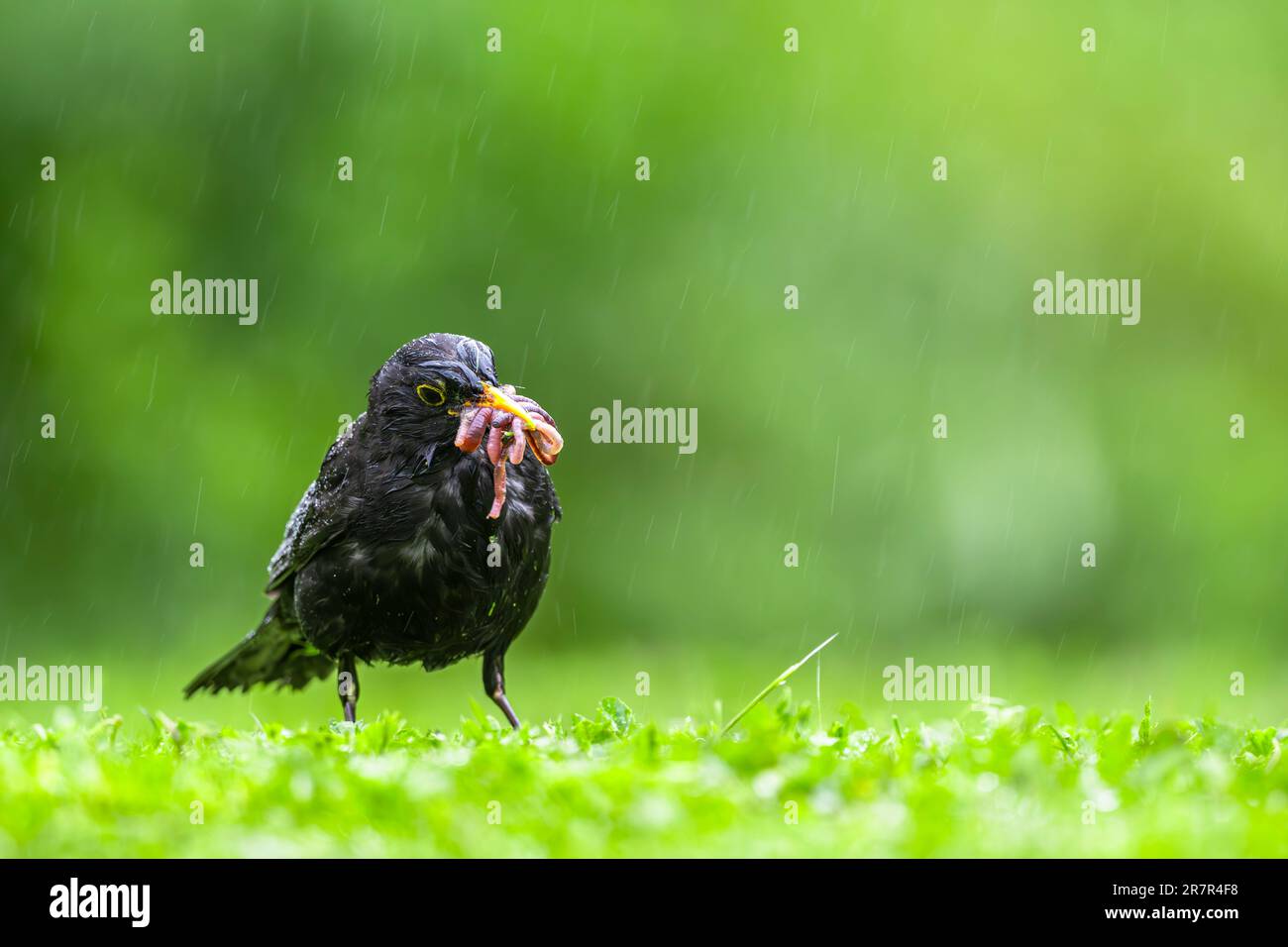Bird collecting food for chicks in a meadow in the rain. Blackbird