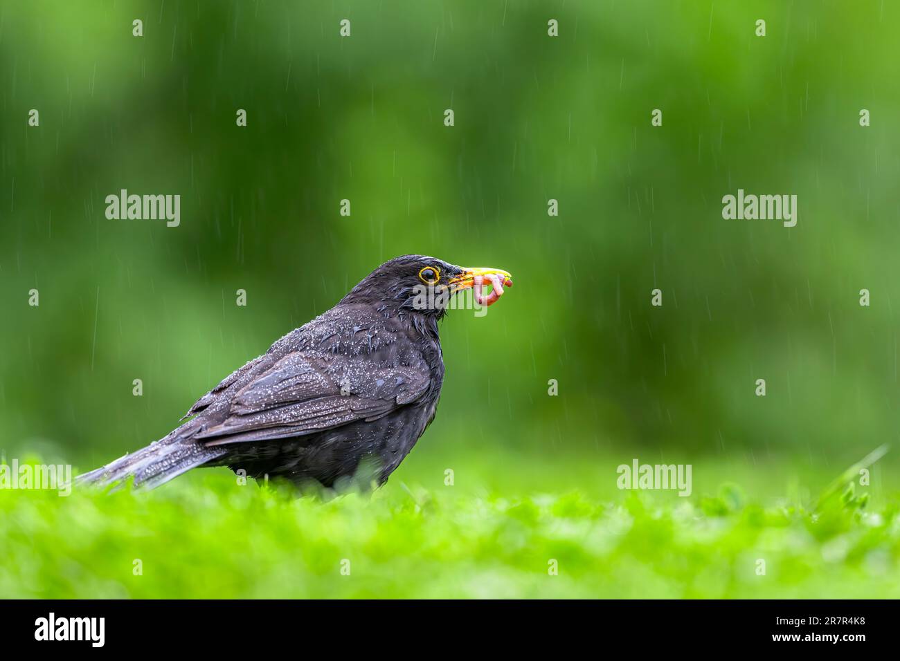 Bird collecting food for chicks in a meadow in the rain. Blackbird