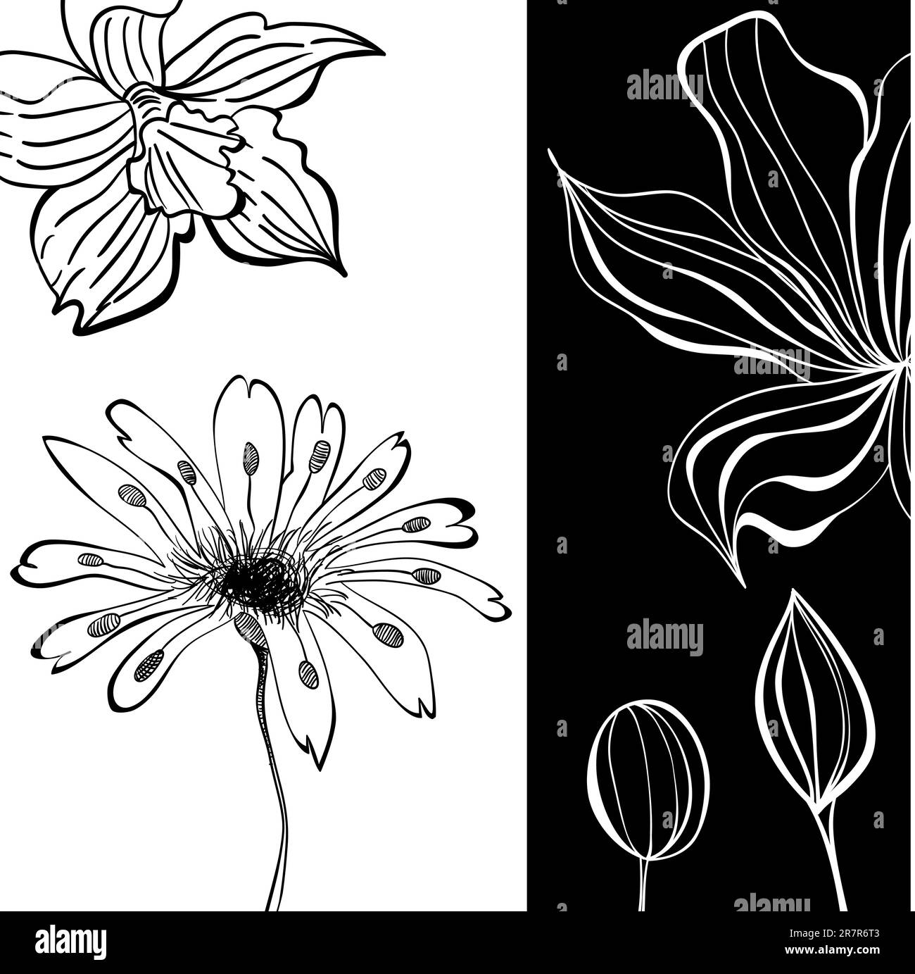 Plant contrast Black and White Stock Photos & Images Alamy