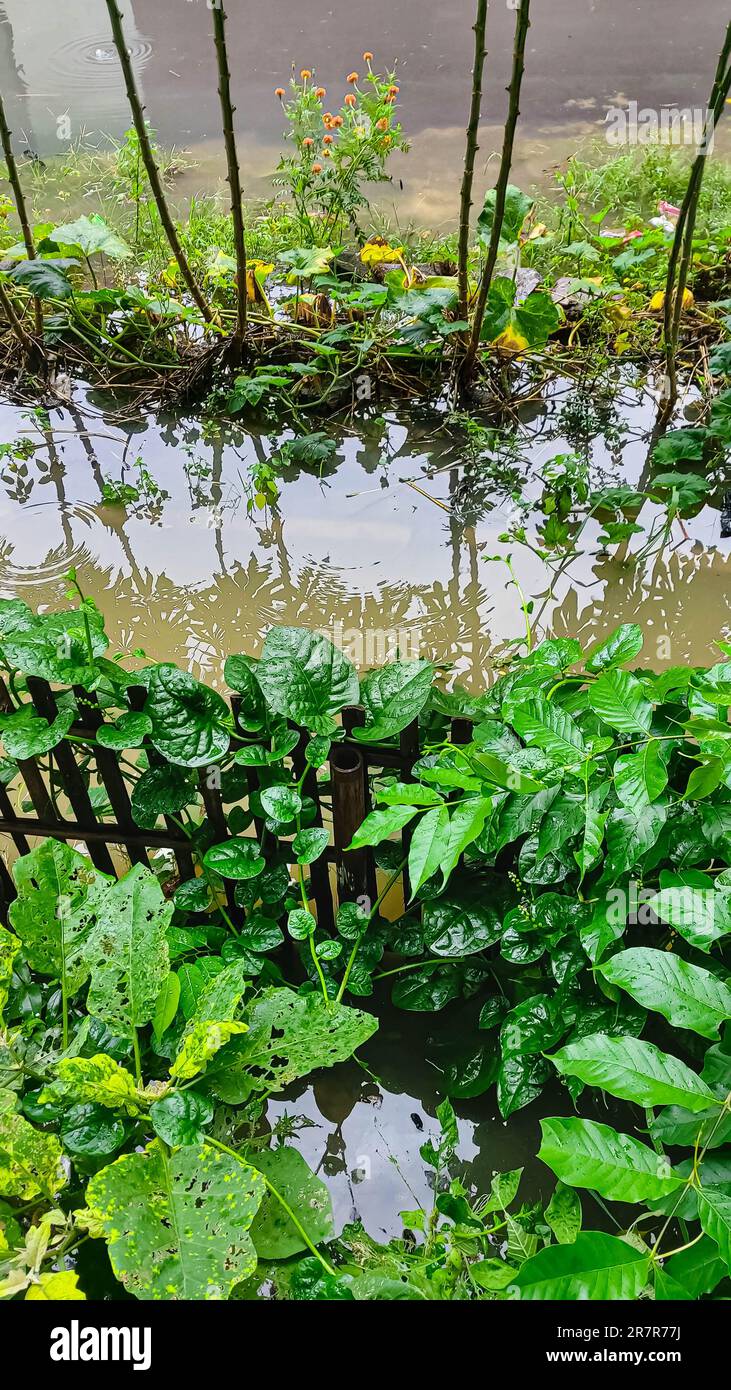 Flood in the garden. Residential flooding problem Stock Photo Alamy