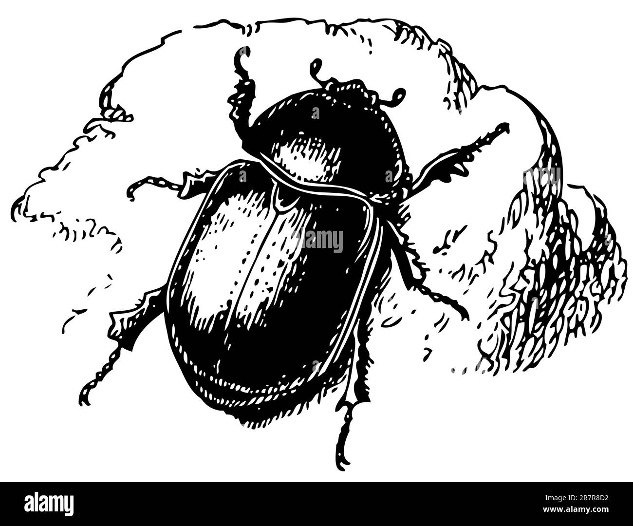 Beetle Pentodon idiota Stock Vector