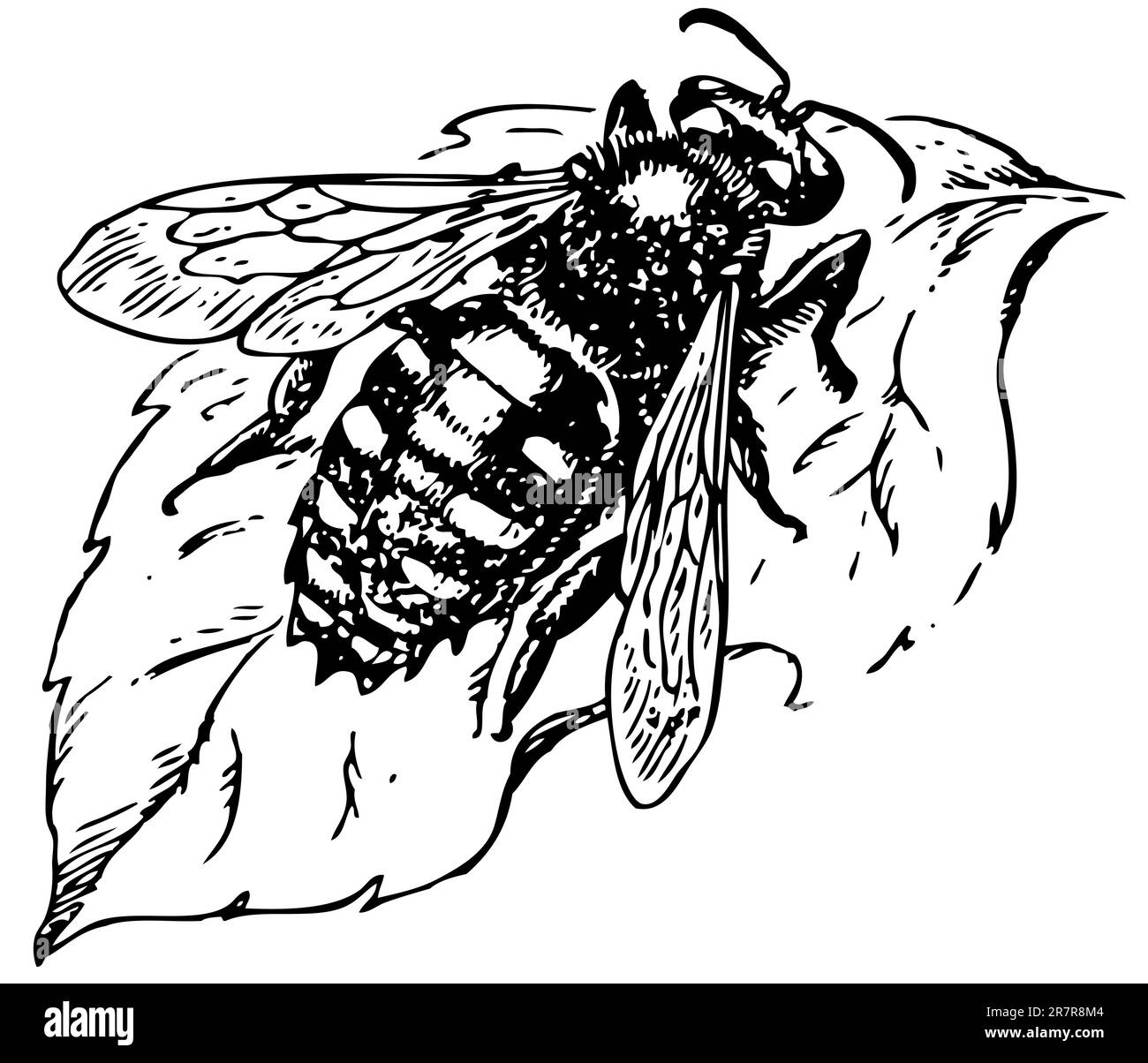 anthidium-stock-vector-images-alamy