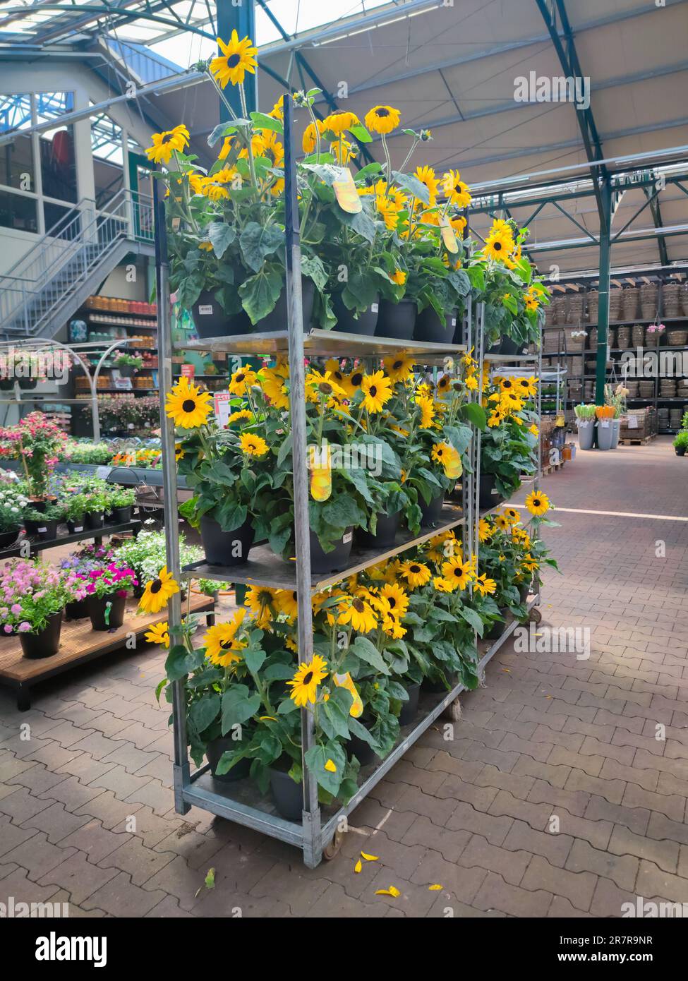 Auction cart containing sunflowers destined for a garden center Stock