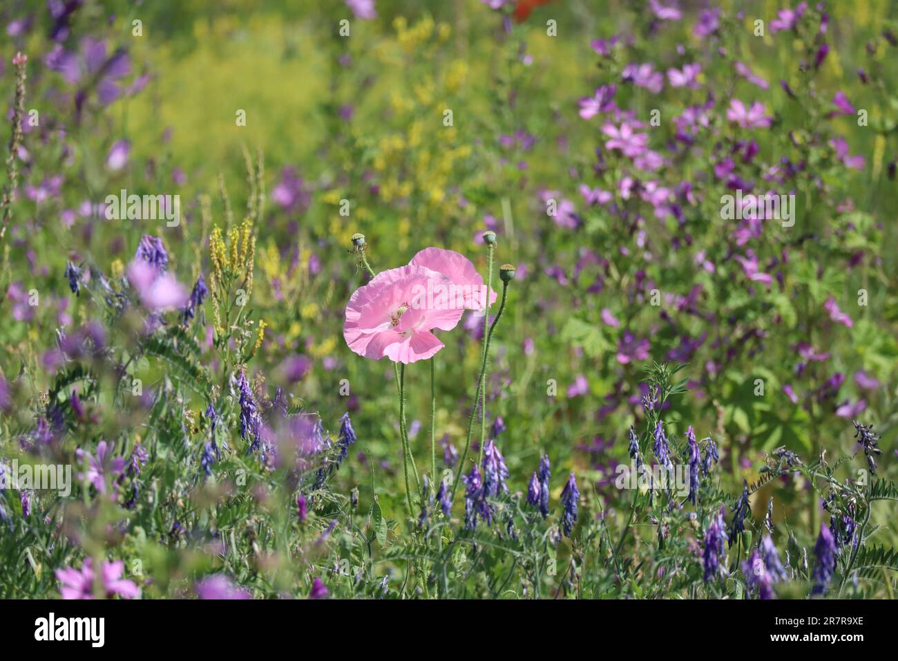 Wildflower varieties hi-res stock photography and images - Alamy