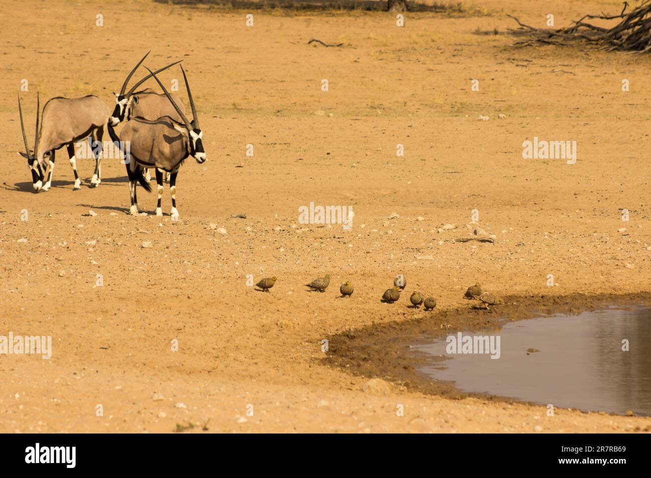 A small herd of Oryx, Oryx Gazella and a small flock of Namaqua sandgrouse, Pterocles Namaqua, approaching a waterhole in the Kalahari Stock Photo