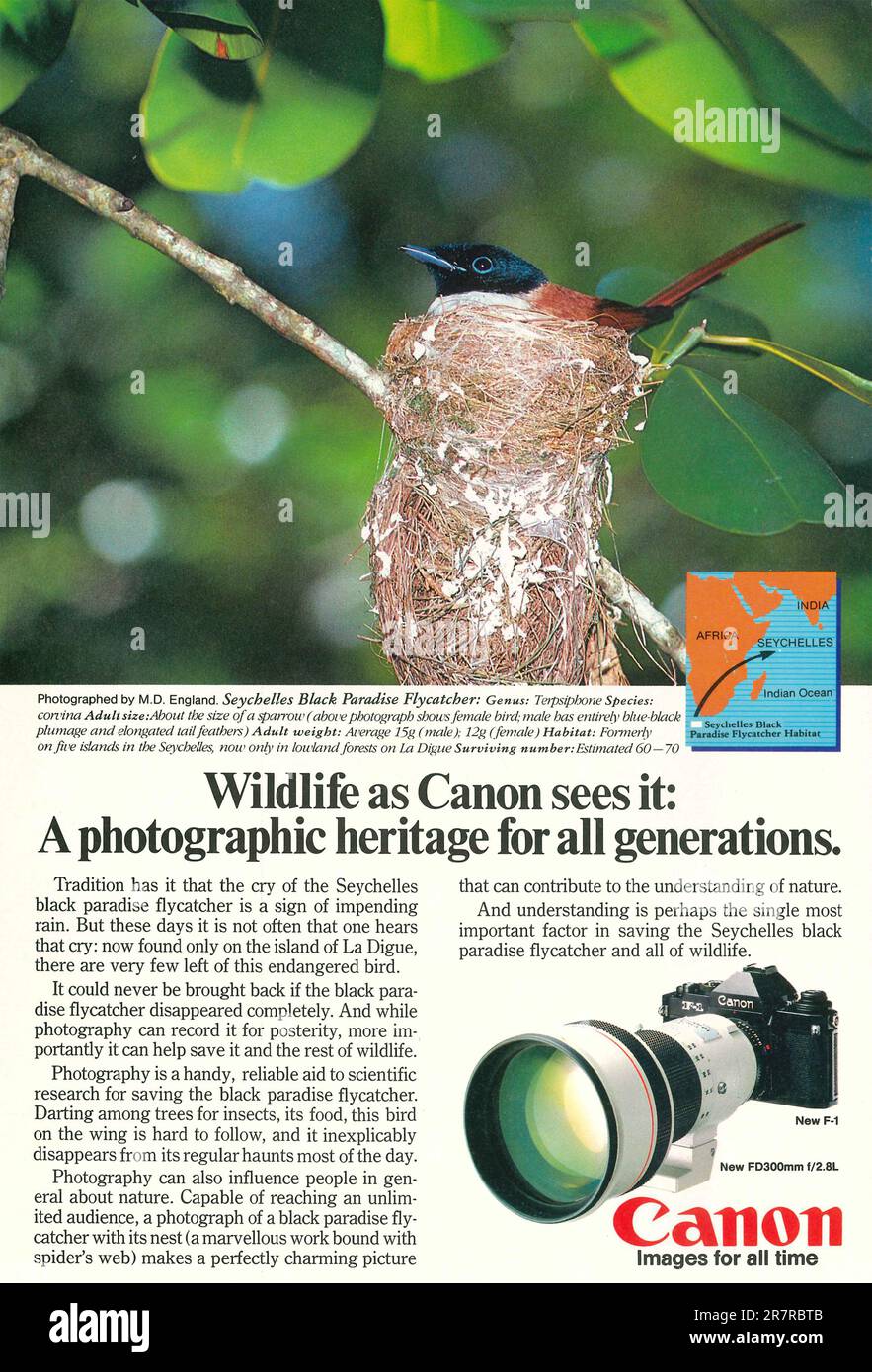 Canon photo camera long-lens, 300 mm advert in a magazine 1982. Stock Photo