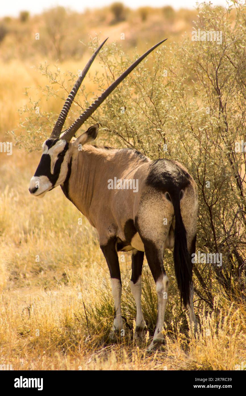 African Gemsbok