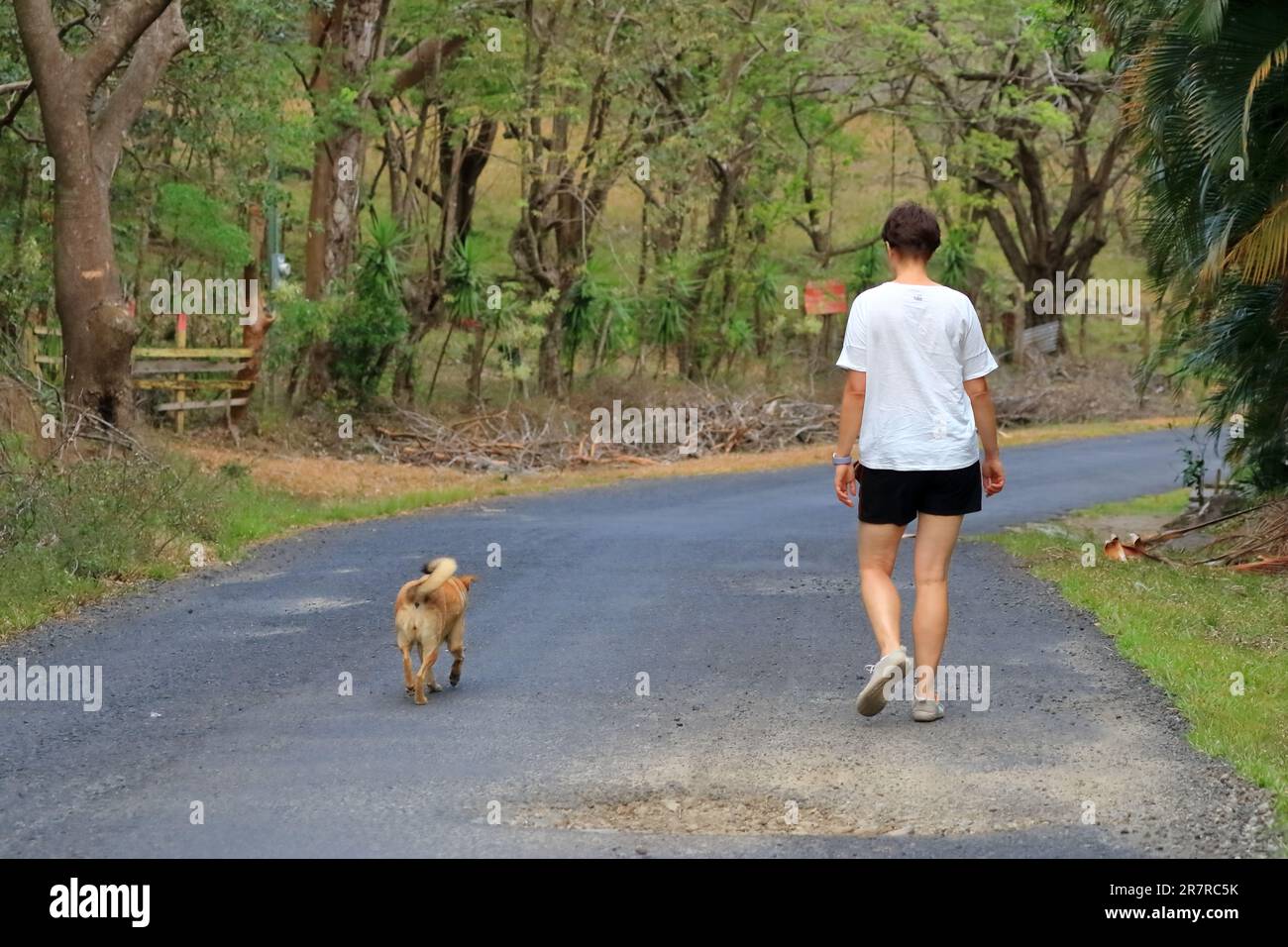 Pretty Dogs walking on Road Rural in Costa Rica Stock Photo - Alamy