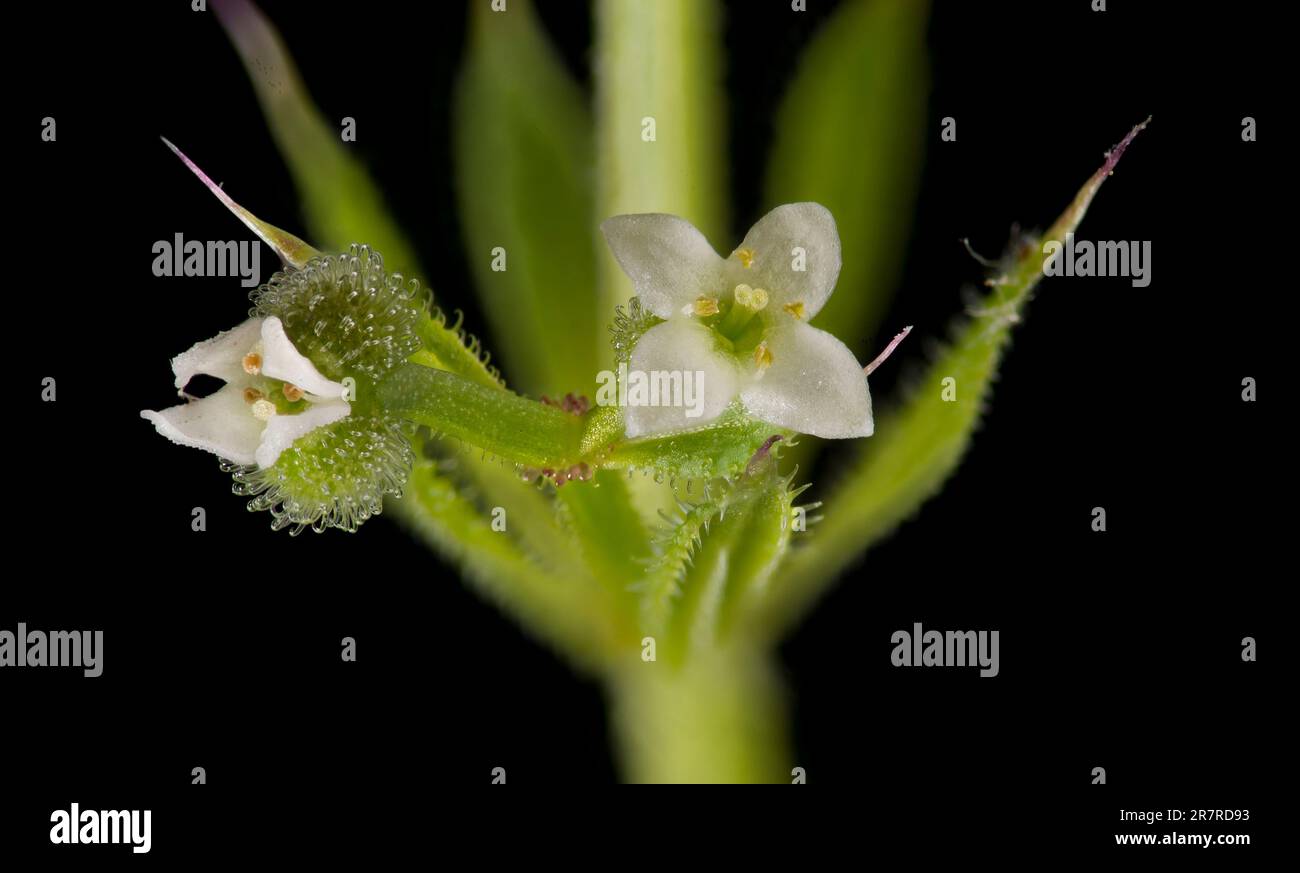 Cleavers (Galium aparine) tiny white flowers Stock Photo Alamy