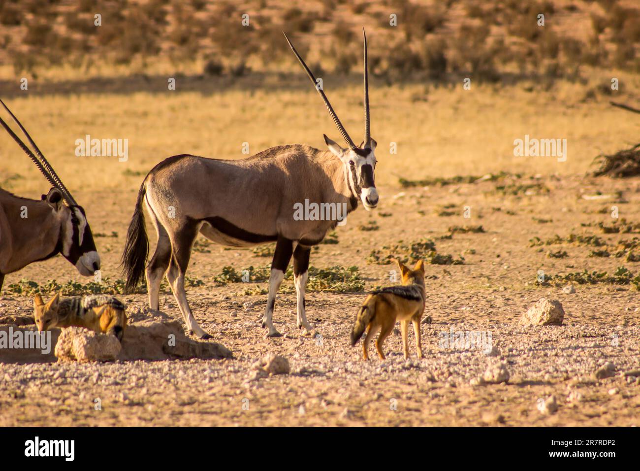 Stand-off at a watering hole in the Kgalagadi National Park, South Africa, Between a Gemsbok Oryx and a black-backed Jackal. Stock Photo