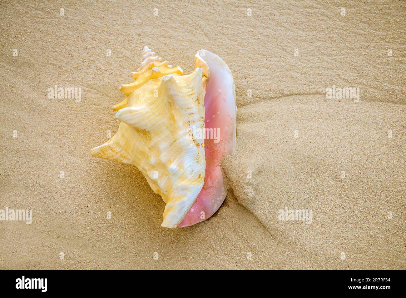 large adult queen conch shell 'Strombus gigas' on Florida beach, USA Stock Photo