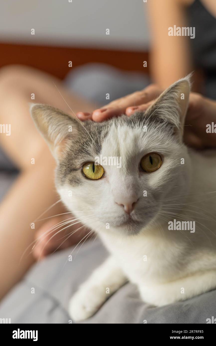 pampering and caressing a beautiful bicolor cat, details of resting domestic pet, feline that is part of the family Stock Photo